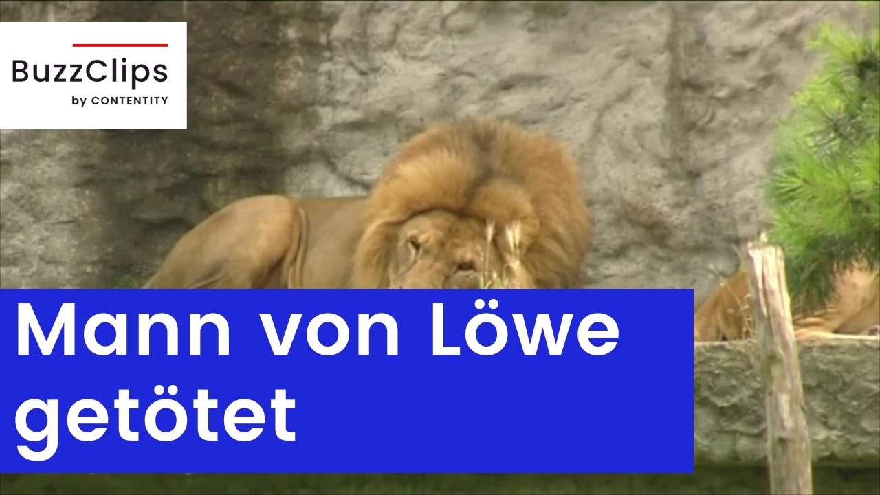 Schock im Zirkus: Löwin greift Dompteur an