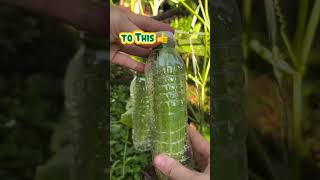 Gardening Tips 👍 #fbreels #viralreels #viralreelsvideo #viralreels #buhayprobinsya #gardening