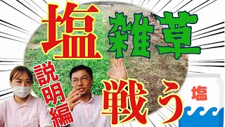 【塩を使って雑草予防！】正しく知れば塩害怖くない／前編（説明）