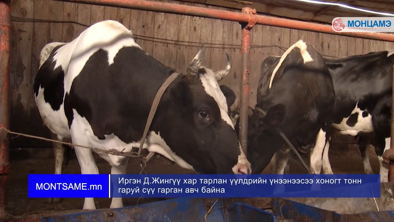 Иргэн Д.Жингүү хар тарлан үүлдрийн үнээнээсээ хоногт тонн гаруй сүү гарган авч байна