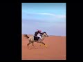 تصميم خيل عطوني رايكم