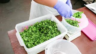 #CONNECTProject: Postharvest processing of moringa leaves