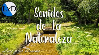 Armonía Serena 🌲 Cantos de los Bosques y Murmullos del Río by Live your Dreams 6,413 views 10 months ago 1 hour