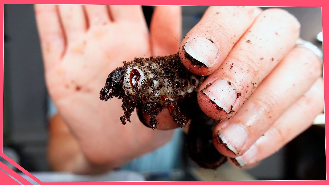 Changement de boîtes des larves de cétoines géantes ! (Goliath #3)