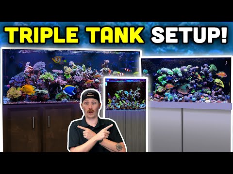 Touring 3 PACKED Reef Tanks in Texas! LPS, SPS, and Tips for Color!
