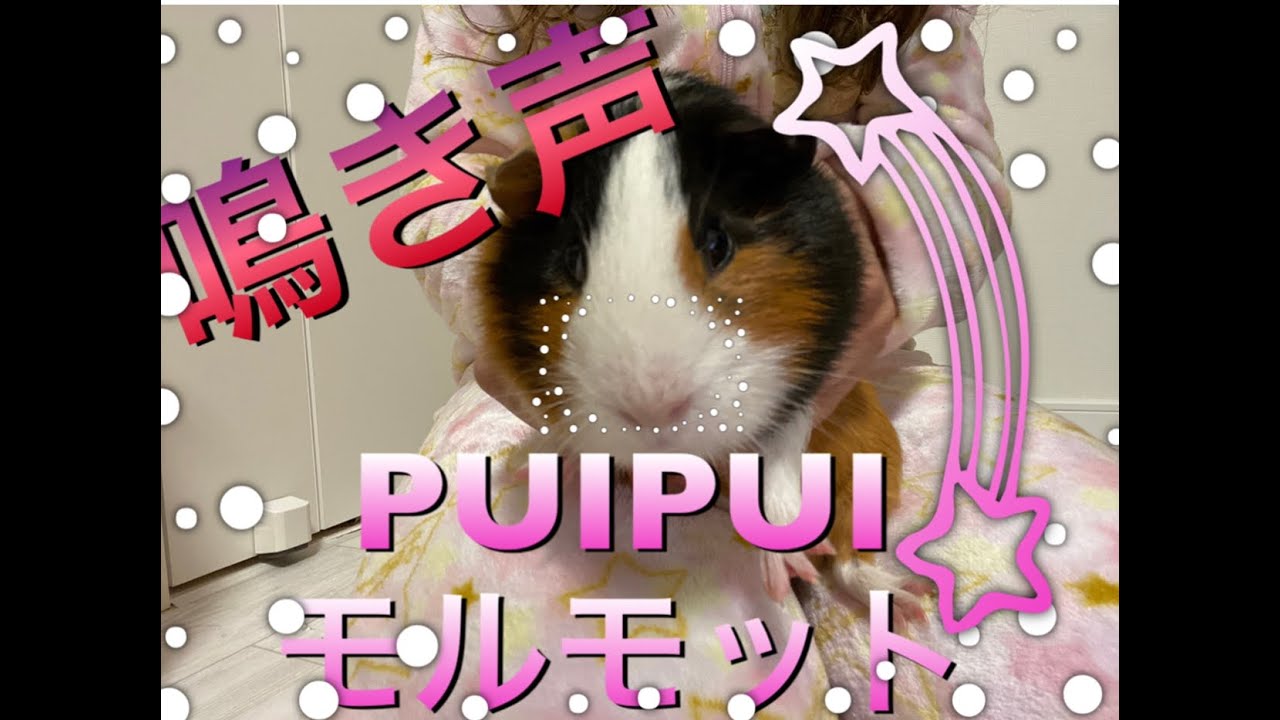 モルモット 膝の上でプイプイ鳴いて可愛いモルモット Youtube