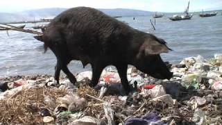 Haitians destroy environment in struggle to survive Haitians destroy environment in struggle to survive