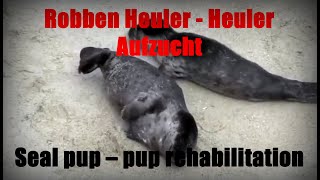 Robben Heuler - Heuler-Aufzucht