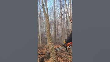 Hung up tree coming down