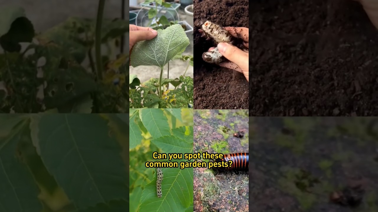 spot these common garden pests 