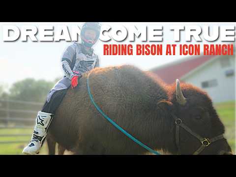 Riding a Bison at ICON RANCH
