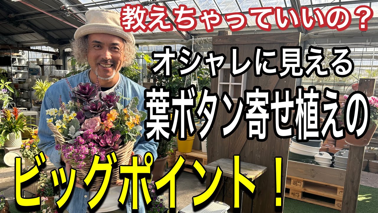 【寄せ植え】オシャレに葉ボタンを寄せ植えするビッグポイント教えちゃいます！