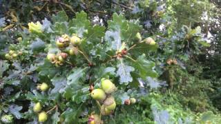 English oak - fruit and leaves - August 2017