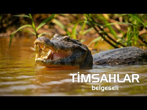 Timsahlar - Hayvanlar Alemi - Belgesel #belgesel