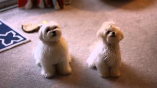 Obi Teaches Owen A Few Tricks :) by Obi and Owen- Maltese 1,893 views 10 years ago 1 minute, 52 seconds