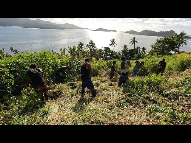 The Village Youth Group: The Cassava Project🇫🇯 class=