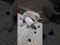 Молчаша - собака с пробитой головой, найденная в заброшенном доме в г.Кунгур. Новости.
