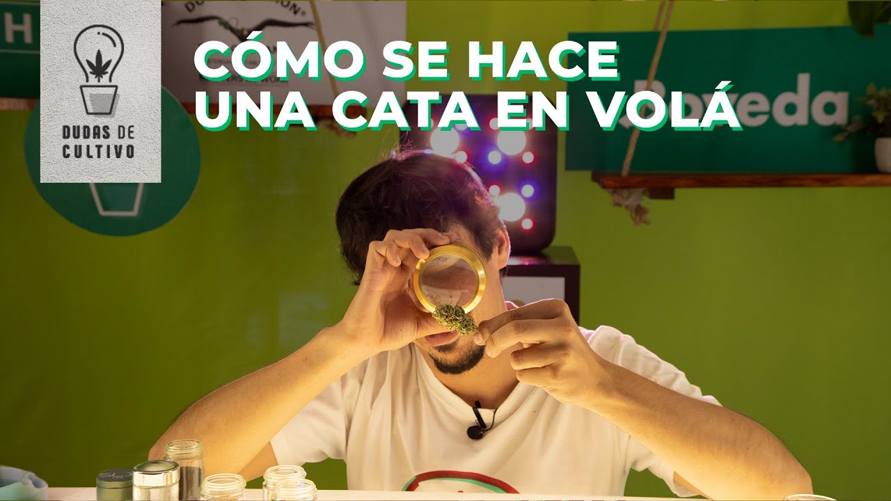 DUDAS DE CULTIVO: CÓMO SE HACE UN CATA EN VOLÁ