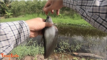 Vào rừng câu cá thác lác đồng | Fishing in the forest