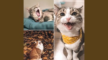 Pulsating Backdrops for Happy Cat