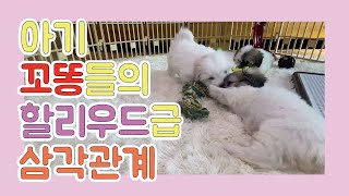 [GUDOG TUBE] 꼬똥드툴레아 새끼들의 질투심이 정말 무섭네요