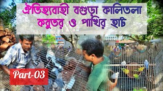 বগুড়ার ঐতিহ্যবাহী কালিতলা কবুতর ও পাখির হাট ||  Bogura Pigeons & Birds Bazar ।।  Part - 03