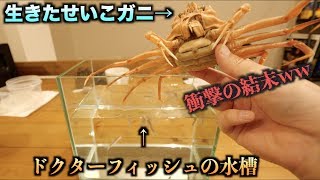 衝撃の事実！！生きたカニをドクターフィッシュの水槽の中に入れた結果・・・