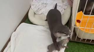 【衝撃】新米ママによる、赤ちゃんカワウソの運び方  #Shorts
