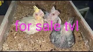 For Sale Ps Muthu Birds Farm Tirunelveli 98431 65810(2)