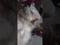 Sleeping Cappy 🐾 #shorts #furmom #furbaby #dogs #sleepy #fyp #pamungkastothebone #trending
