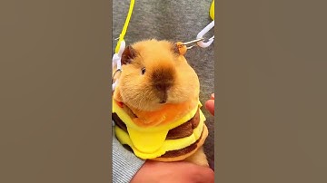 Thumbnail of Guinea Pig Sounding the Alarm#animals #funny #guineapig