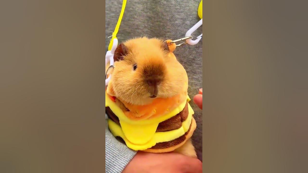 Guinea Pig Sounding the Alarm#animals #funny #guineapig
