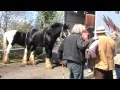 Toomebridge Horse fair 2011 (HQ video)