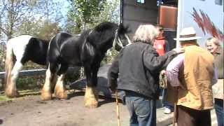 Toomebridge Horse fair 2011 (HQ video)