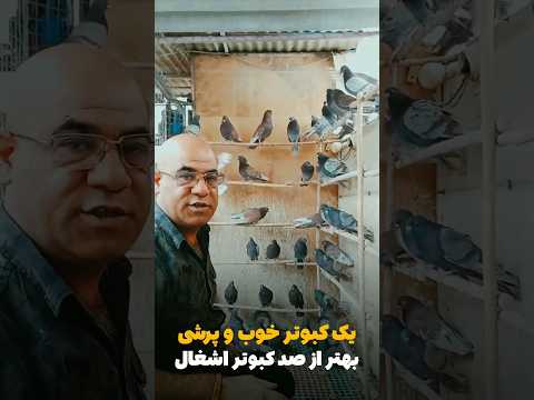 برای ساختن کبوتر پرشی باید بی رحم باشی