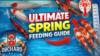 How i Ramp up my koi feeding for the best results this season Koi When To Spring Feed