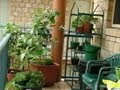 Apartment Food Container Gardening Getting Started