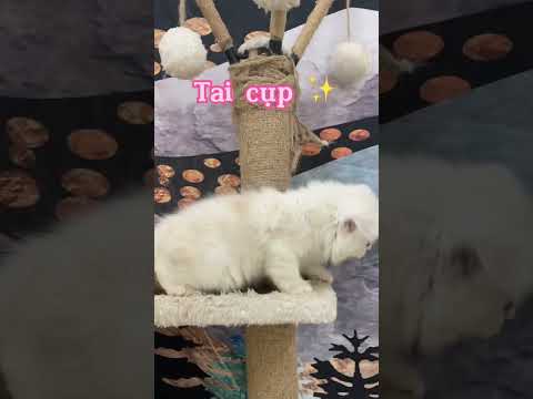Video ALD trắng kem tai cụp cinh xỉu luôn má oiii ???????? - youtube