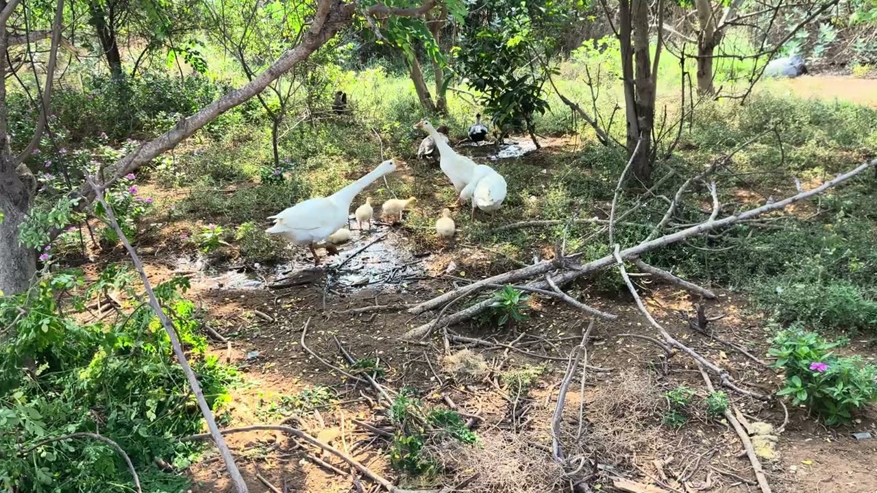 தங்க பறவை குஞ்சுகள் 