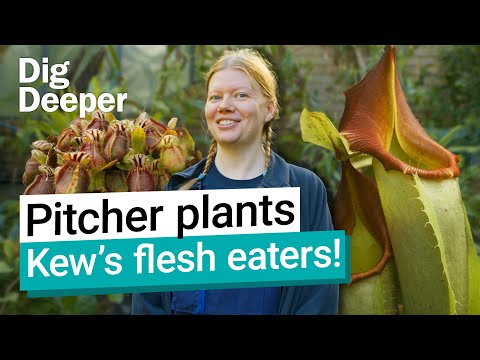 Carnivorous pitcher plants: Flesh-eaters at Kew Gardens | Dig Deeper episode 18 | Kew