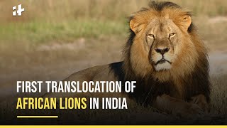 Kuno National Park: First Translocation Of African Lions In India | Indiatimes