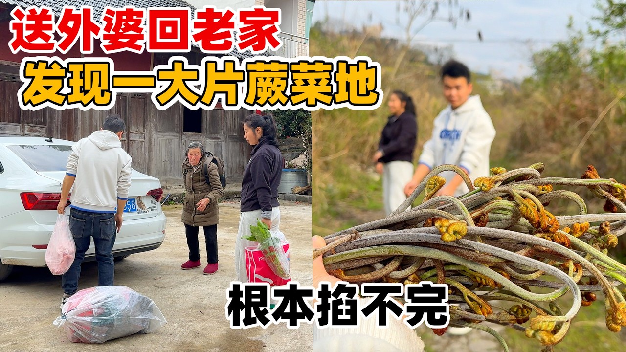 回家路上小唐发现商机，满河坝的野生蕨菜拿到城里肯定遭哄抢，明天背背篓来全部摘去城里卖