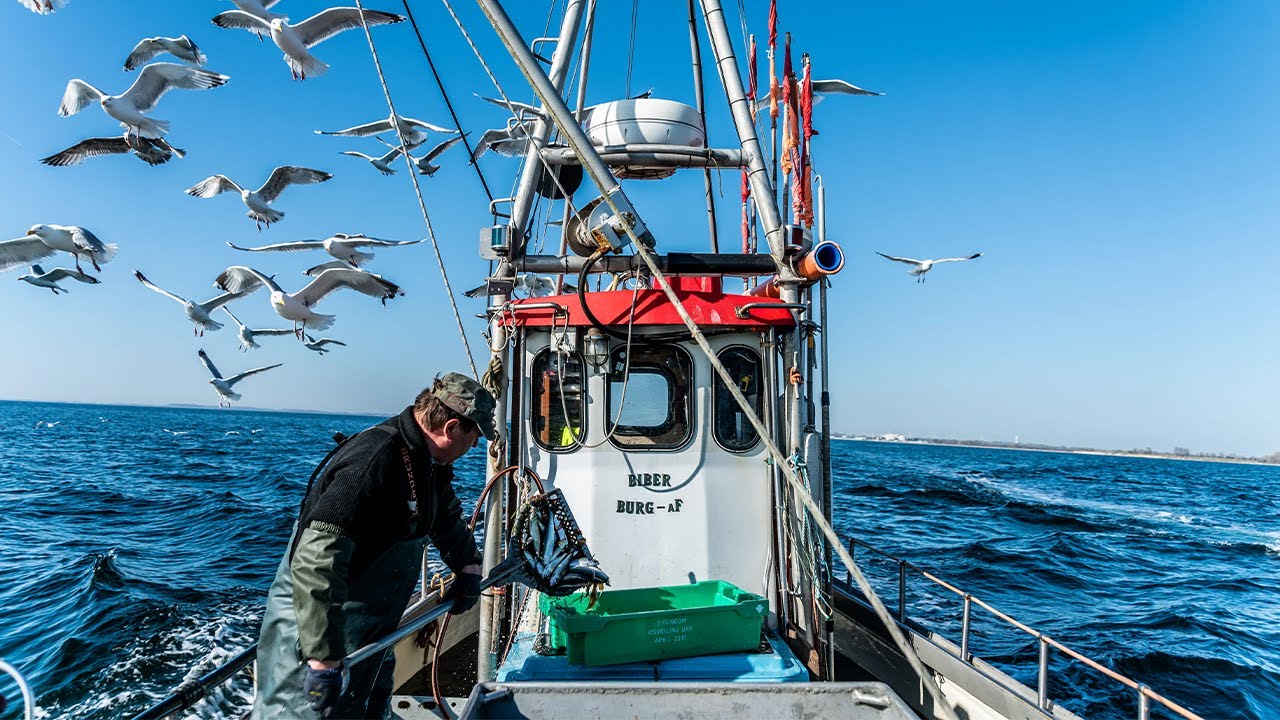 FARM TO TABLE & Frisch Gefischt