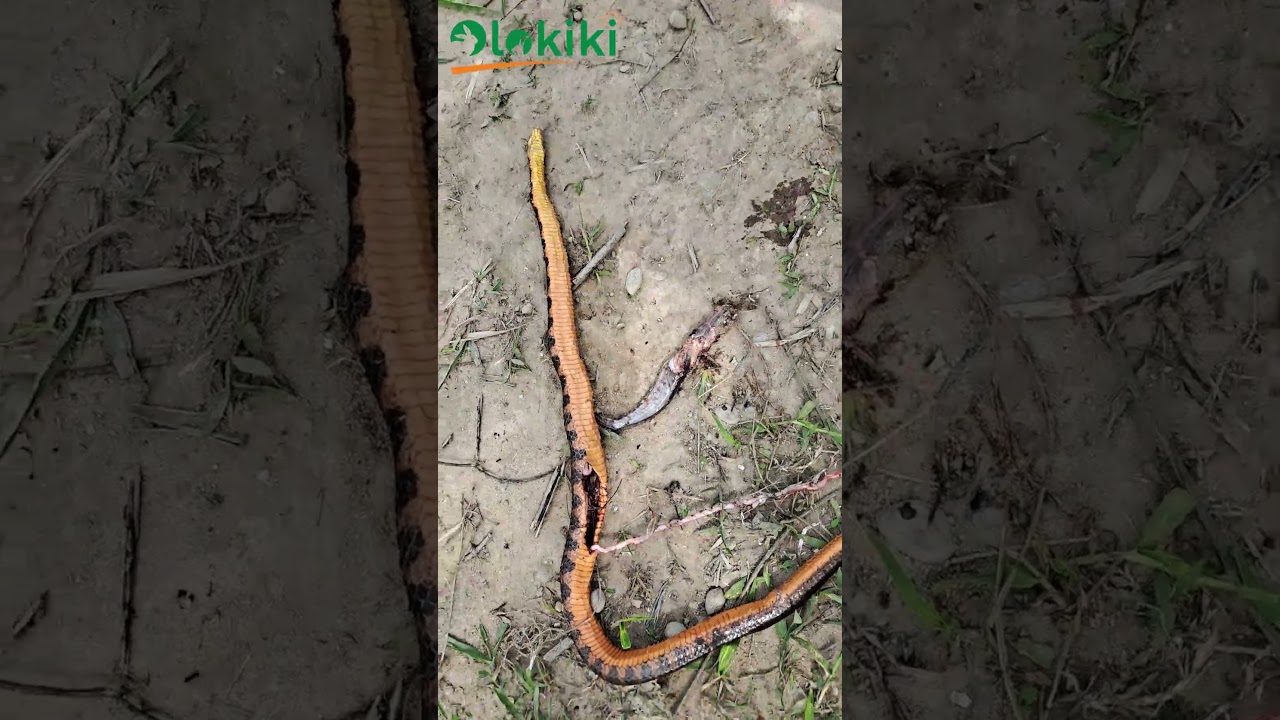 A Fish-eating Snake caught in the act  