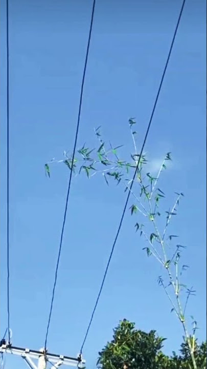 Bahaya!!! pohon menjulang tinggi di sisi kabel listrik