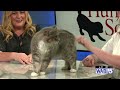 Furry Friends at 4: Armstrong