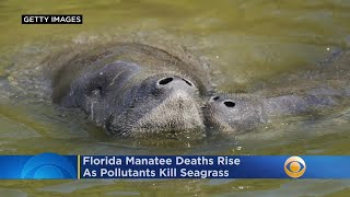 Florida Manatee Deaths Rise As Pollutants Kill Seagrass