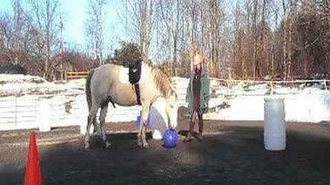 Clicker Training to Push a Ball