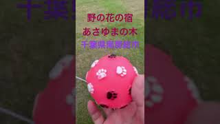 千葉県南房総市、野の花の宿あさゆまの木!朝の運動⚽️#shorts #ドッグラン #ペットと一緒