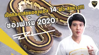 เปิดกล่องสุดยอดงูบอล 14 ตัว สุดหวง!!! ของฟาร์ม 2020 I Reality Ball Python [EP.50]
